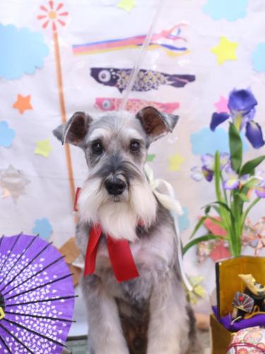 20240511小鉄くん